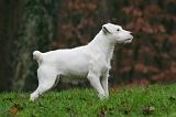 PARSON RUSSEL TERRIER 215